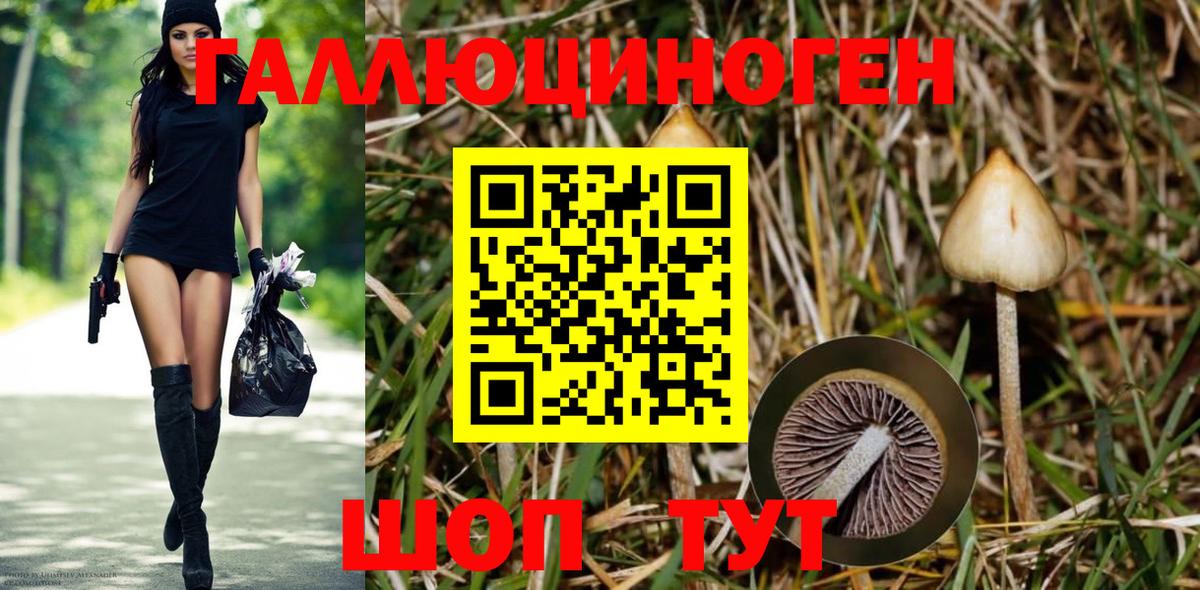 Псилоцибиновые грибы Psilocybe Славгород